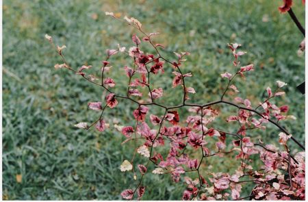 Nothofagus fusca Rainbow